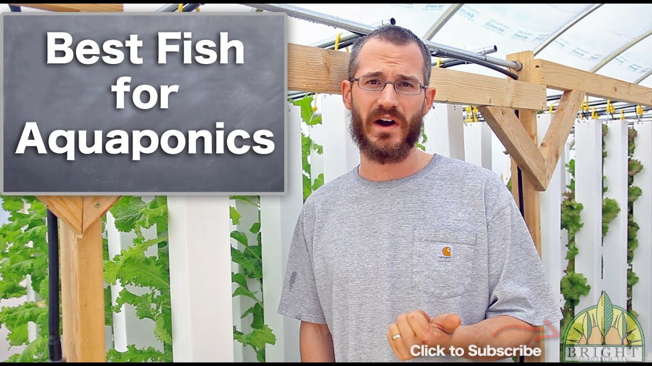 Best Fish for Aquaponics - YouTube