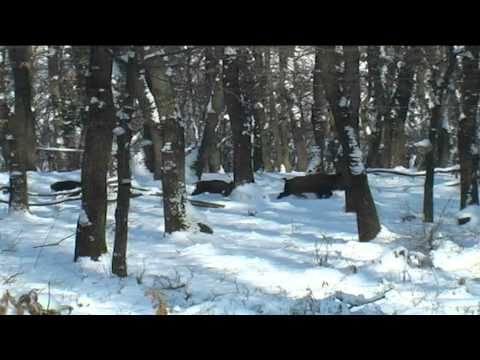 Lov černé - Bulharsko