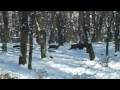 Lov černé - Bulharsko