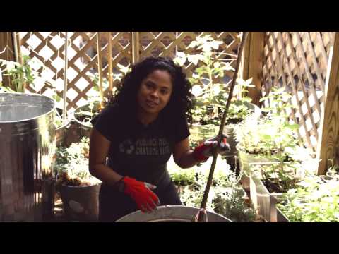 Container Gardening: Bare Root Cherry Tree