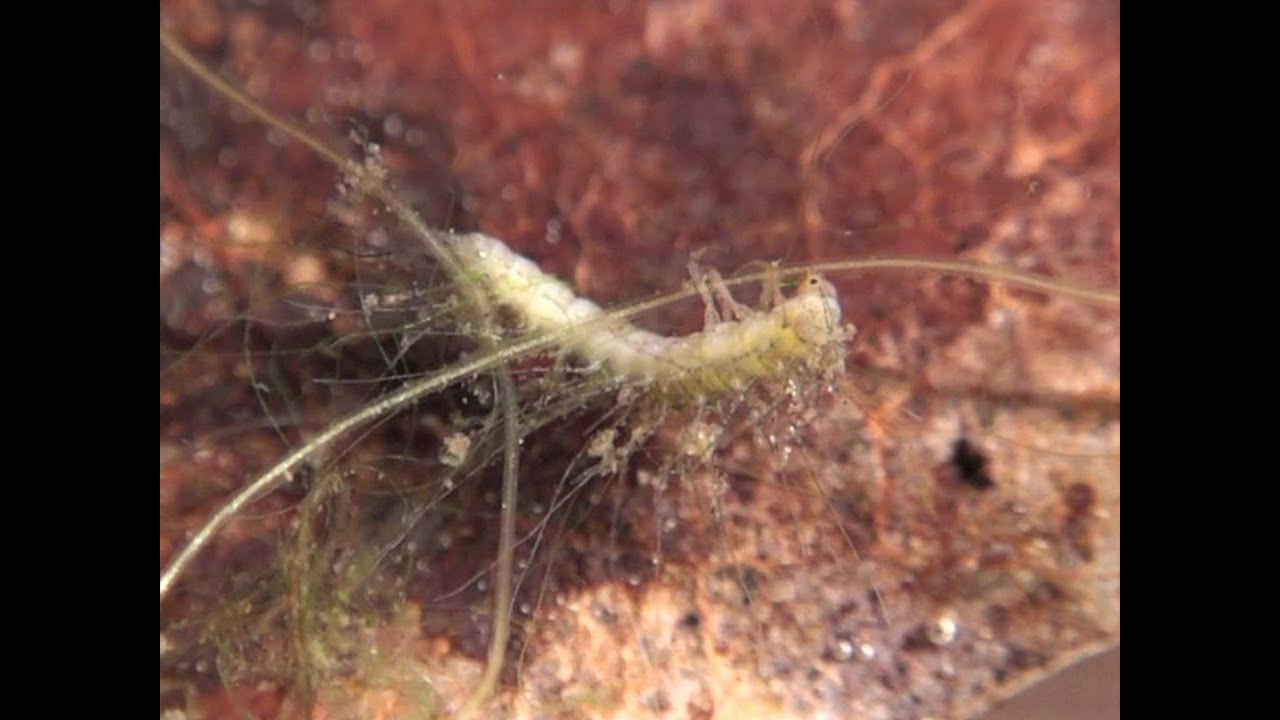 Crawling Water Beetle Larva and Adult (Haliplidae Peltodytes)