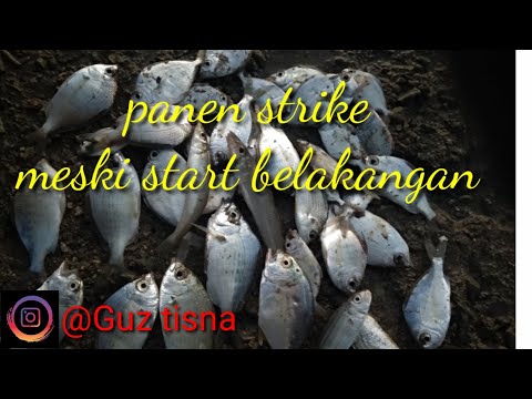Strike teruss//mancing belakangan bikin heboh