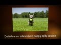 Puppy Potty Training Tips | Tips Potty Training Puppy Tips | Golden Retriever Puppy Training Tips