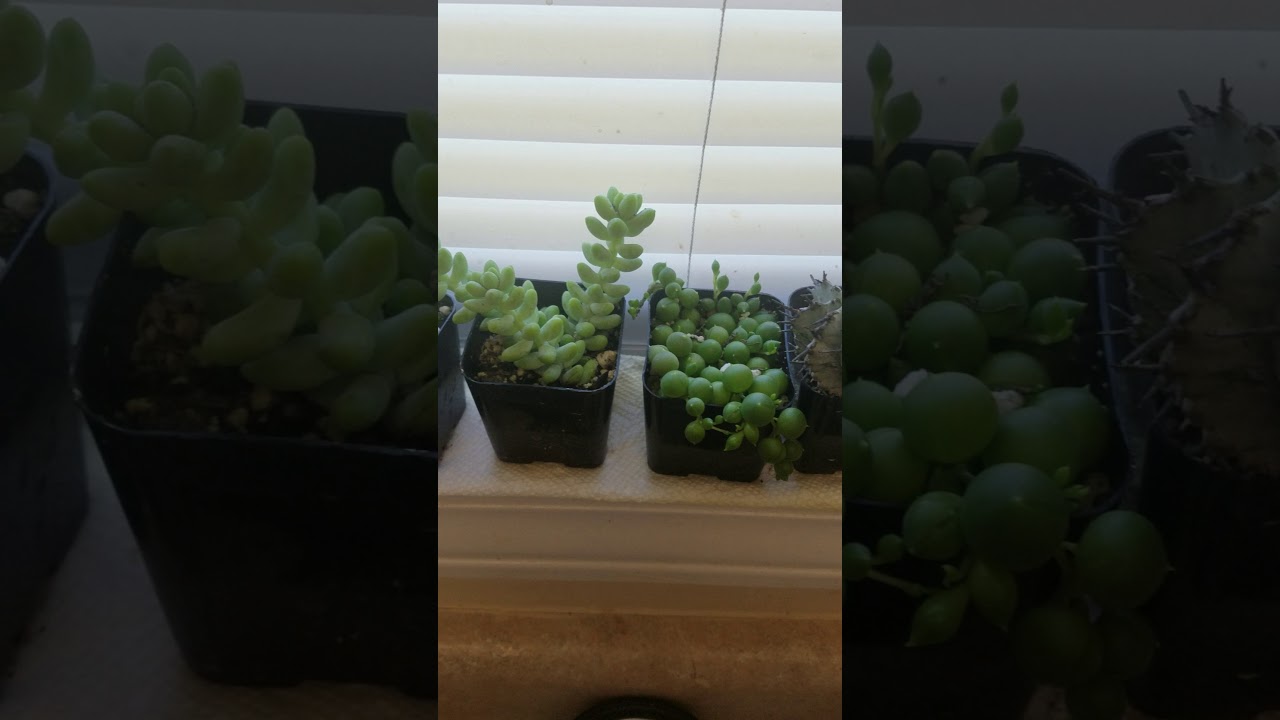 "Excited for these Plants!" - Testimonial