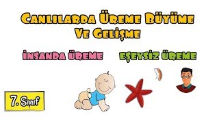 Canlılarda Üreme, Büyüme ve Gelişme / 7. Sınıf