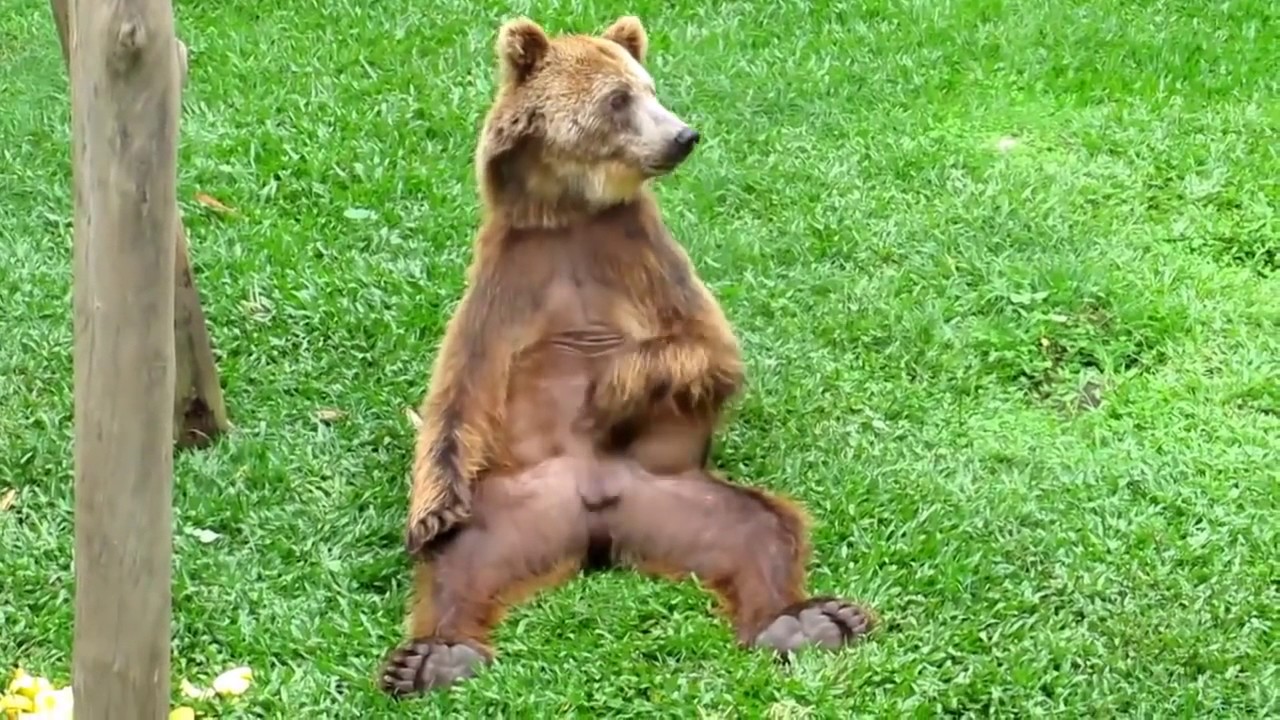 Bear having quick wank before