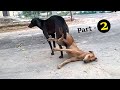 Hilarious Street Dog Mating - You Won't Believe What Happens!"