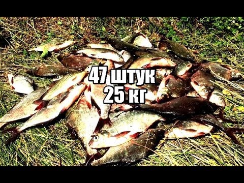 рыбалка на карася весной на реке рыбалка на карася весной на реке
