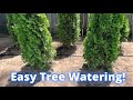 How to install drip irrigation for arborvitae trees.