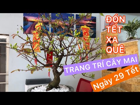 TRANG TRÍ CÂY MAI NGÀY 29 TẾT | ĐÓN TẾT XA QUÊ