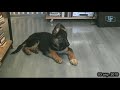 замечательный щенок немецкой овчарки 2.5 