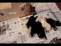 Labs N Life 'Dr Who' Litter - Three weeks old