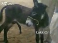 Donkey Mule Blowjob