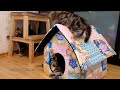 Cute Kittens tear down their home