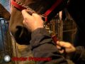 Tips of the Trade - Lead Shank -- USTA harness racing standardbred