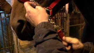 Tips of the Trade - Lead Shank -- USTA harness racing standardbred