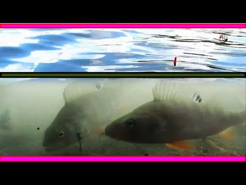 ловля карася в марте на кивок видео ловля карася в марте на кивок видео