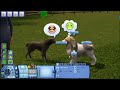 pets