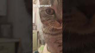 Котик