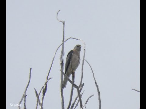 Header of Accipiter brevipes
