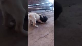 My Little Lab Playing With Tipcle Dog