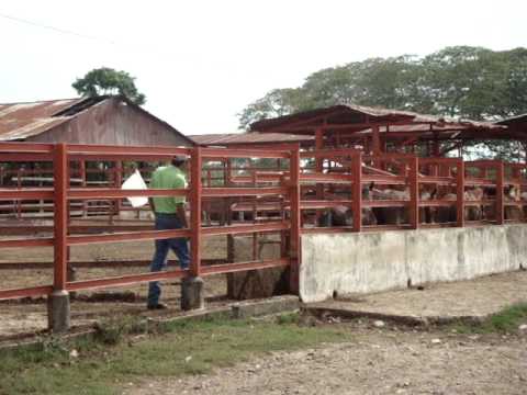 cobertizos para ganado lechero manejo etologico de reba 241 o equino en manga y corrales cobertizos para ganado lechero manejo etologico de reba 241 o equino en manga y corrales