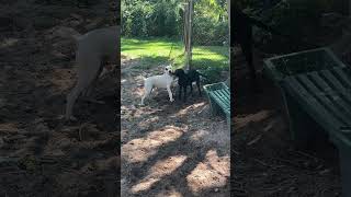 Happy Friday for Bishop and Daffodil at the Kent Animal Shelter