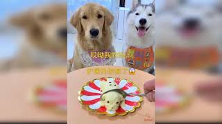 Fun with Dogs Funny Dog's