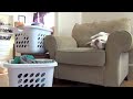 Dog Loves Dryer Sheets