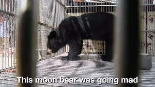 14 years of cruelty ends as moon bear rescued from construction site