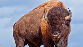 Bison Sounds