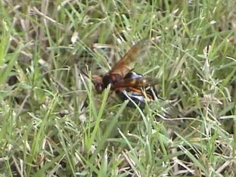 Cicada Killer Wasp. Cicada Killer Wasp - July