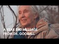 A Year End Message From Dr. Goodall