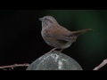 Sparrow - Morning Song 1