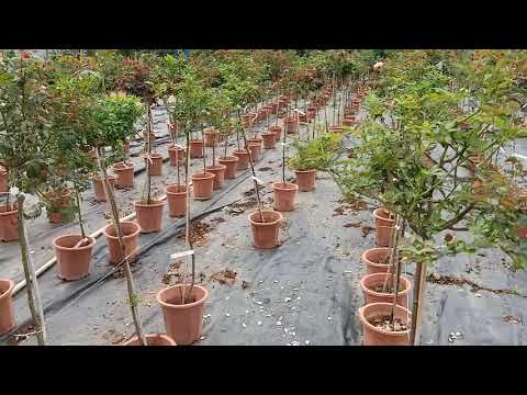 Hoa hồng thân gỗ 0835975639