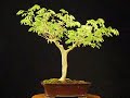 brazilian raintree