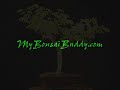brazilian raintree