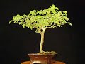 brazilian raintree