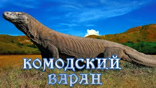 Драконы С Острова Комодо - История Любви. #Документальный Фильм