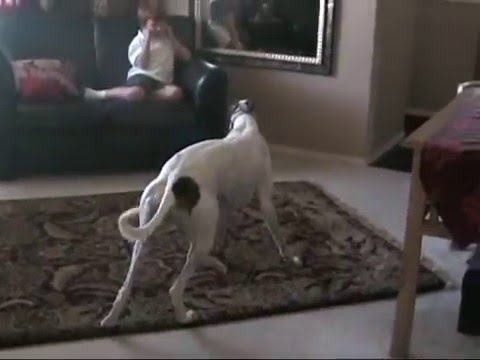 Fiama the Greyhound