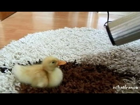 I Are Cute Duckling AWW - Funny Baby Duck Animal