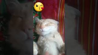 My Cat Video Viral Tiktok