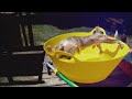 Best Animal Videos of 2018 (so far) | Funny Pet Videos
