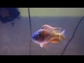 cichlid