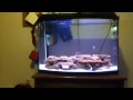 cichlid