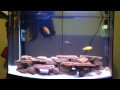 cichlid