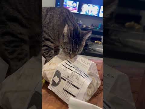 Cat Steals My Lettuce