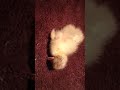 Video Henry the Sebastopol gosling in his brooder