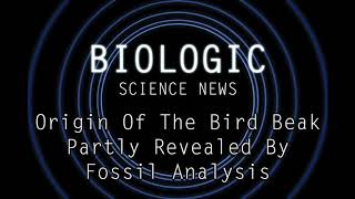 Science News - Origin Of The Bird Beak Partly Revealed By Fossil Analysis