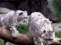 Snow Leopards at play